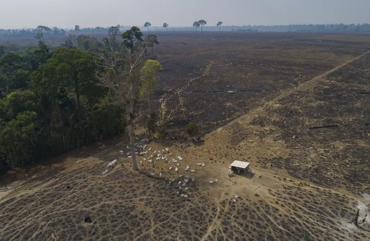 cows grazing on deforested land