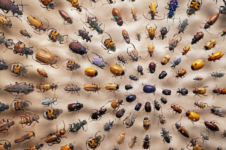 pinned beetles in museum.