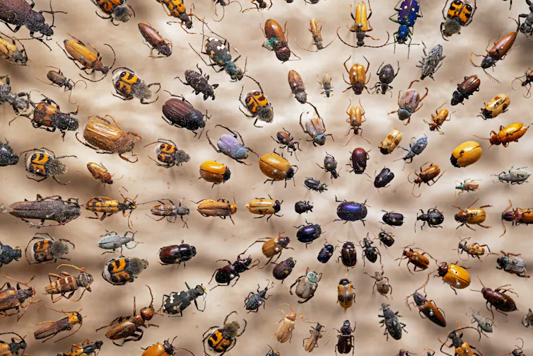 pinned beetles in museum.