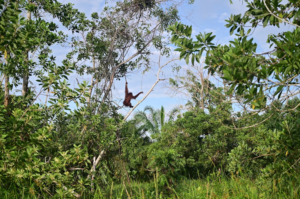 The Habitat Available for Many Wild Animals has Shrunk Rapidly In Recent Decades.