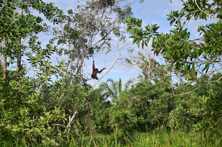 orang utan swinging in natural habitat.