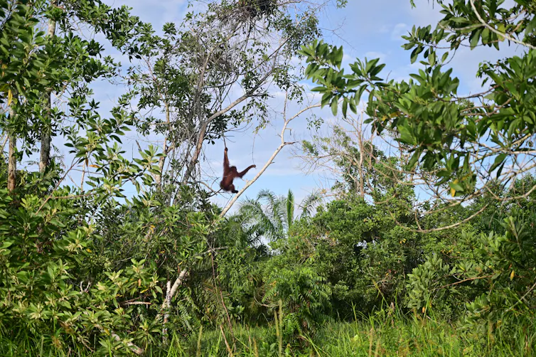 orang utan swinging in natural habitat.