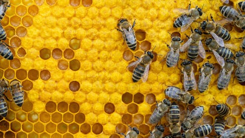 Should we widen our ‘moral circle’? Philosopher Jeff Sebo argues we now have no choice