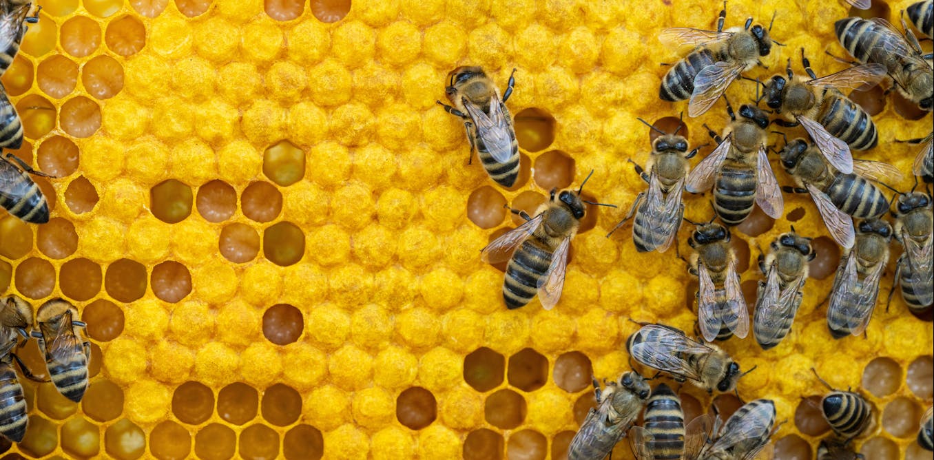 Should we widen our 'moral circle'? Philosopher Jeff Sebo argues we now have no choice