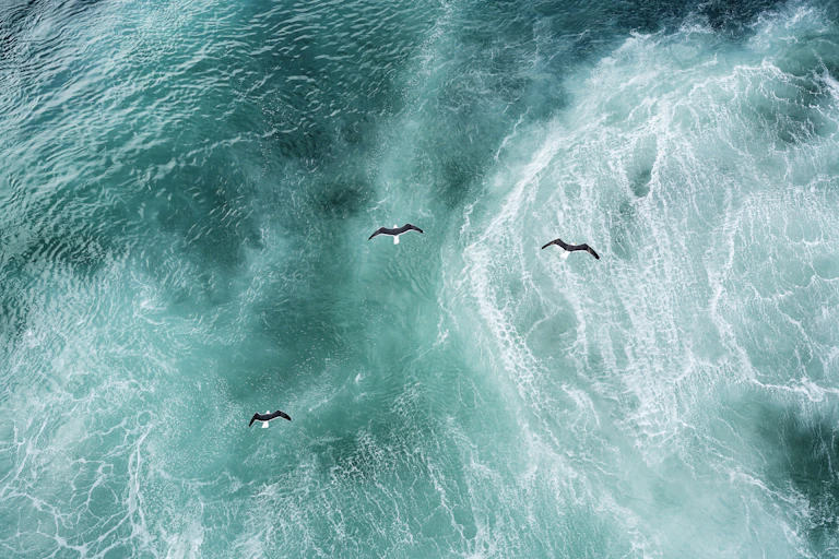 Three black and white birds fly over a churning ocean.