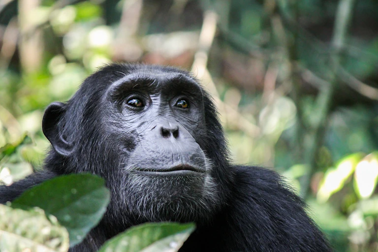 Close up of chimpanzee