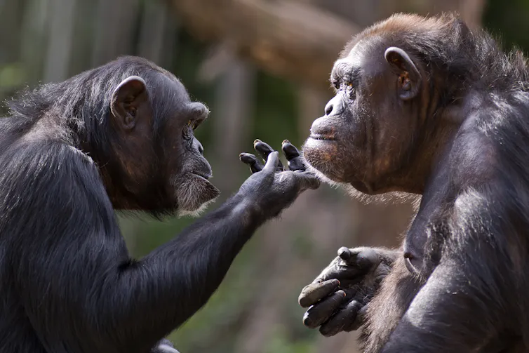 One chimpanzee tends to another