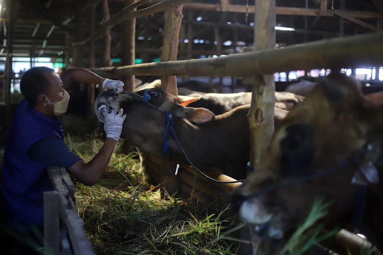 daging kurban idul adha