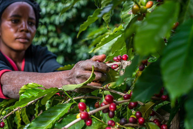 Woman stretching to grasp a tree branch on which red berries are clustered