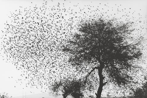 Graciela Iturbide: Fotografeja e emocioneve dhe jetës së përditshme në Meksikë
