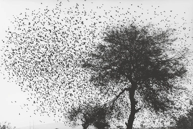 Imagen de un árbol rodeado de pájaros, en blanco y negro.