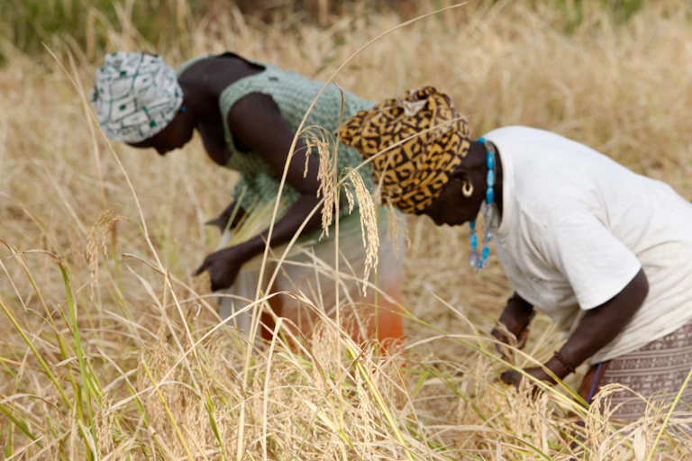 Women bending over, working in a field