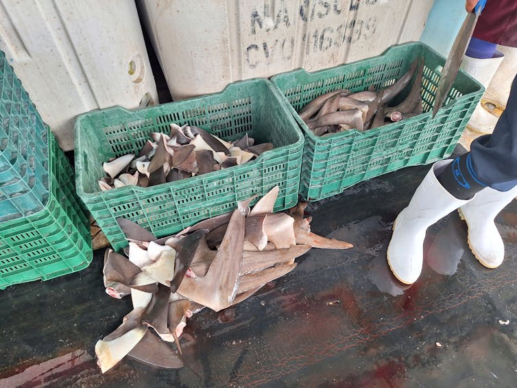 Ailerons de requins coupés, dans des caisses de pêche et à même le sol