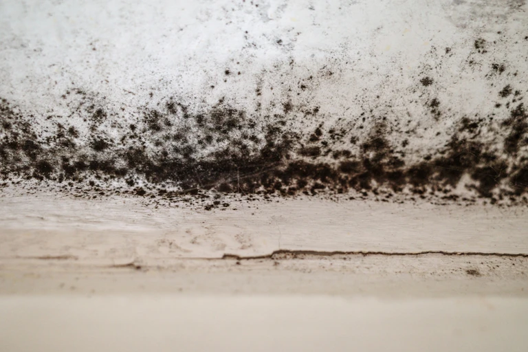 Black mould on skirting board and lower wall
