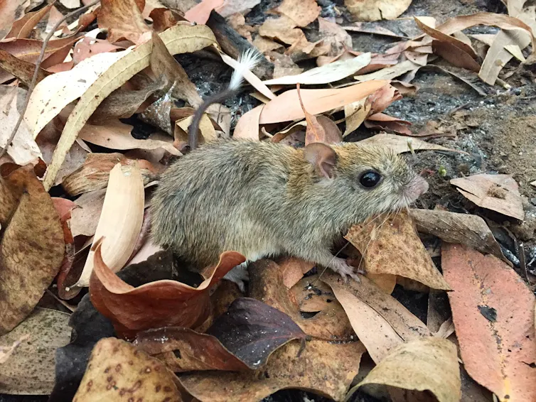 A brush tailed rabbit rat among leaf litter on the ground.