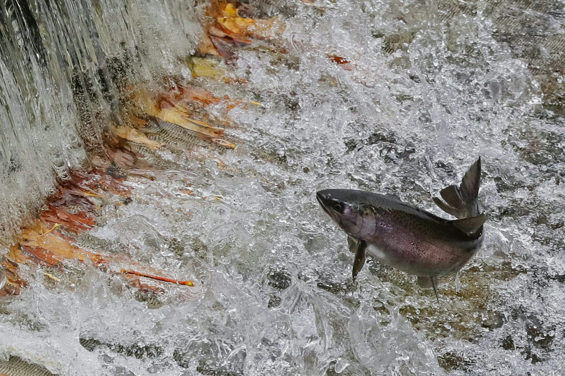 A salmon jumping out of the water near a dam