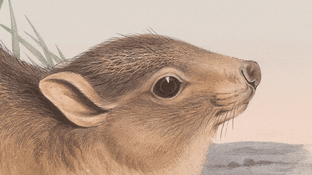 Visual feature: Scanning Australia’s bones