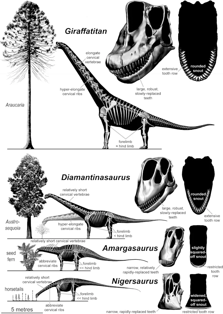 Sauropod feeding height diagram.
