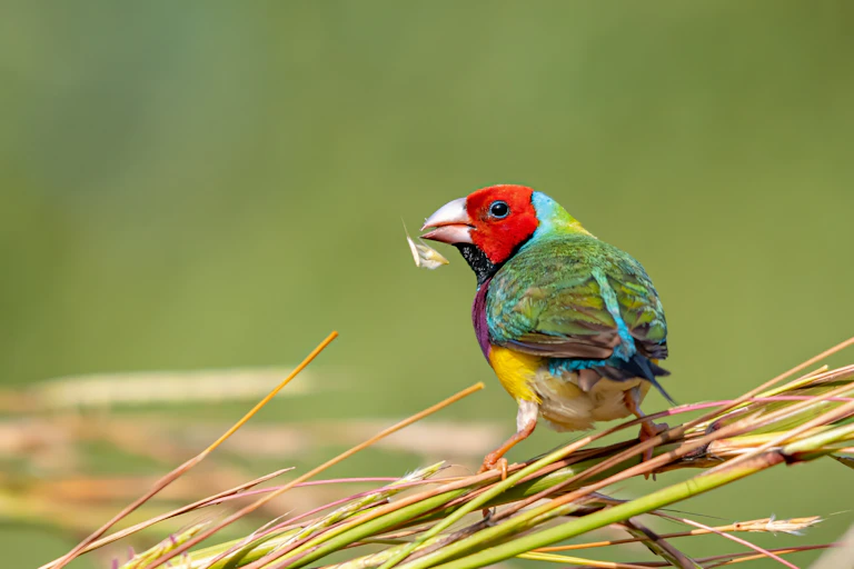 A brightly coloured bird resting on reeds with food in its beak, against a green backdrop