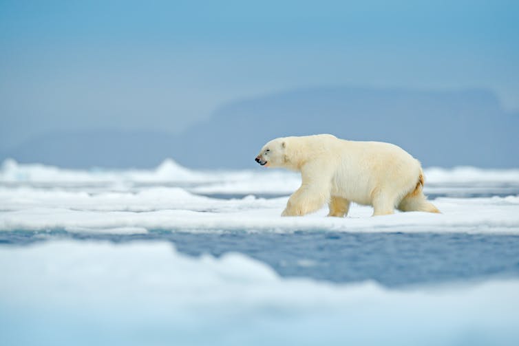 Polar bear on sea ice