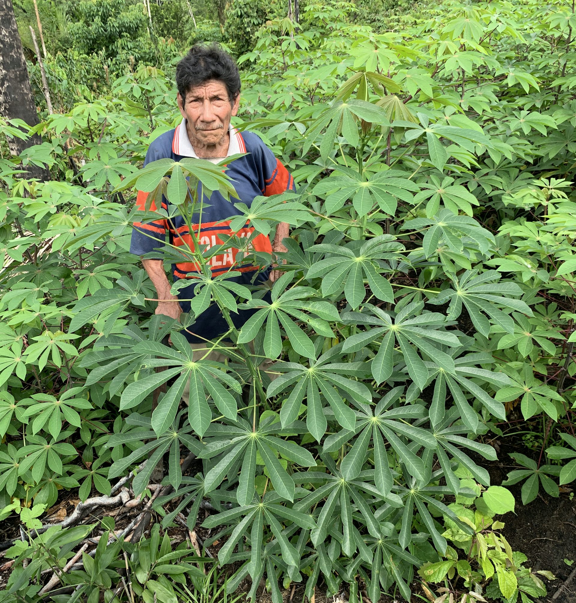 Un cultivateur au milieu de son jardin luxuriant de manioc.