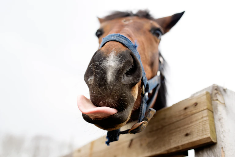 Close up of horse flicking its tongue out