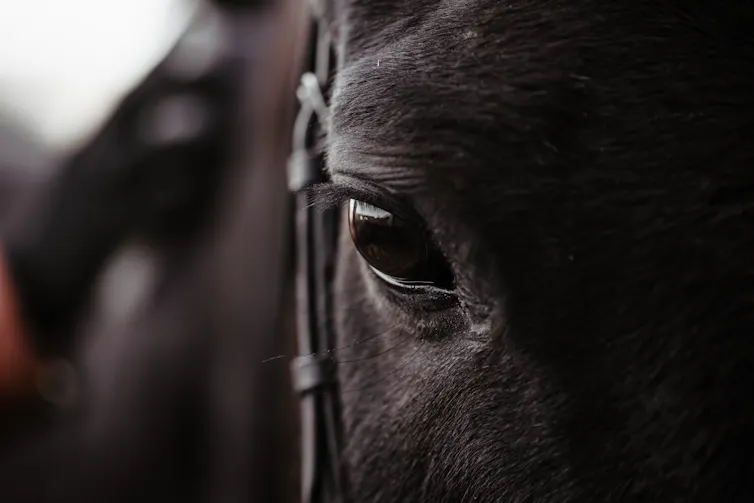 Close up do olho do cavalo preto.