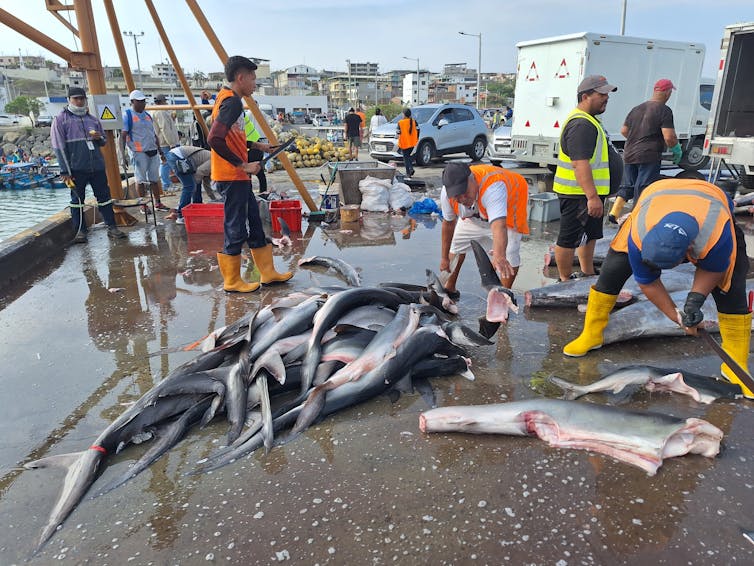 Dans un port, plusieurs hommes travaillent autour des caracasses de requins sur le sol. L’un d’eux est penché pour couper les ailerons de requin
