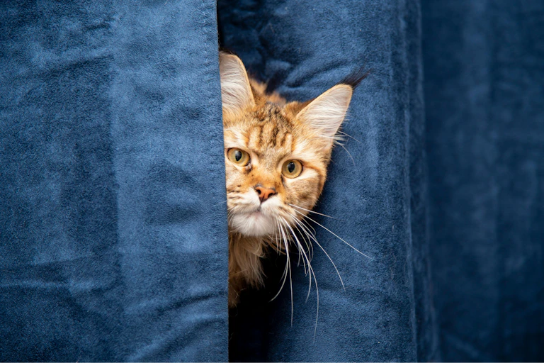 A ginger cat peeking suspiciously through blue velvet curtains.