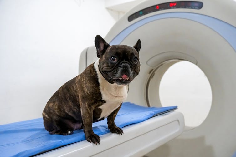 A dog standing in front of an MRI scanner.