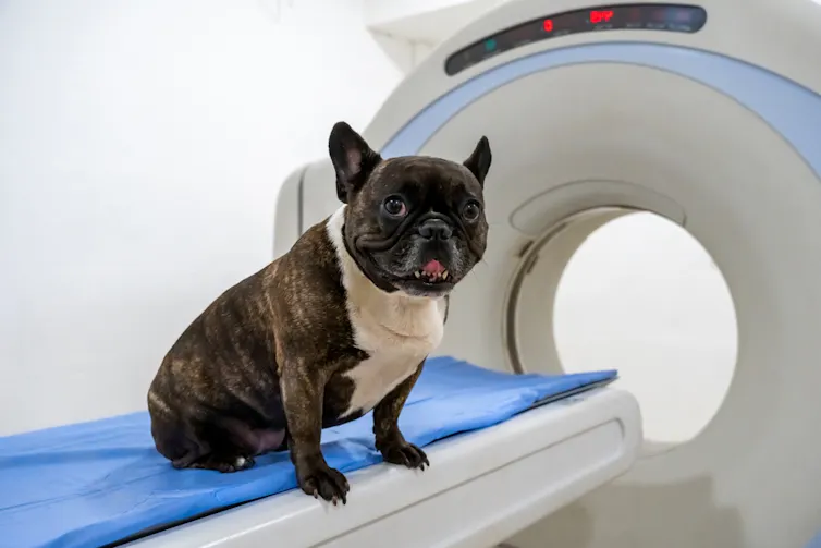 A dog standing in front of an MRI scanner.