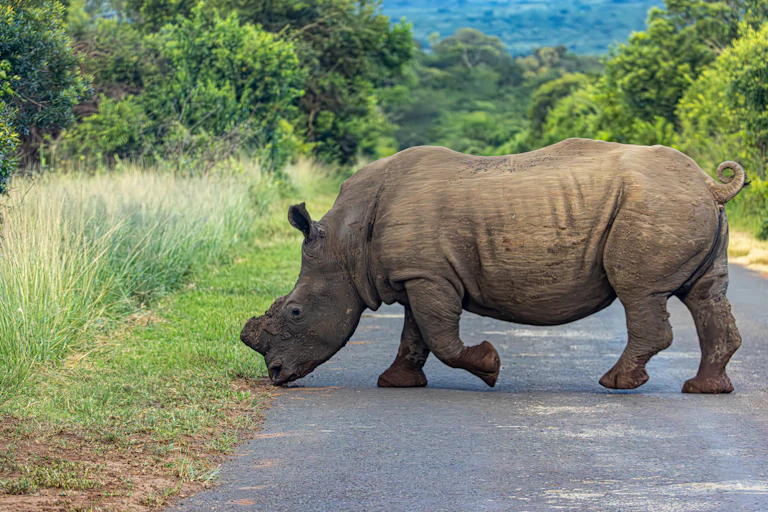 A rhino with no horn crosses a small tarred road to walk into long grass
