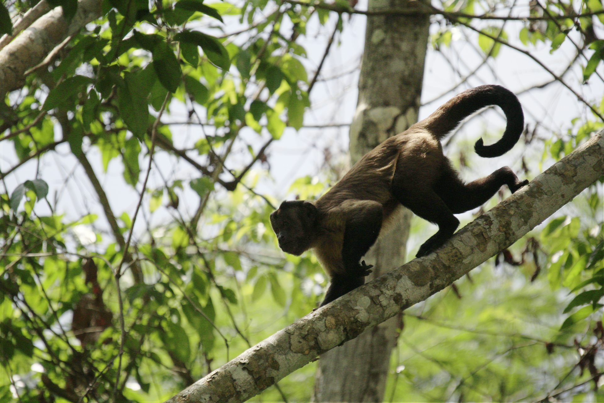 Photo shows a small monkey with a black tail and brown fur walking along a tree branch