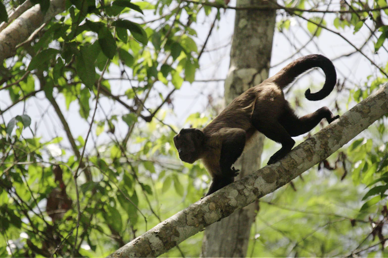 Photo shows a small monkey with a black tail and brown fur walking along a tree branch
