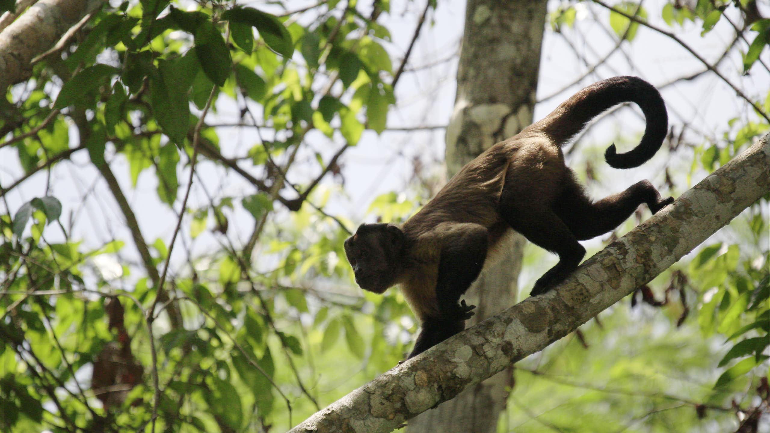 Photo shows a small monkey with a black tail and brown fur walking along a tree branch