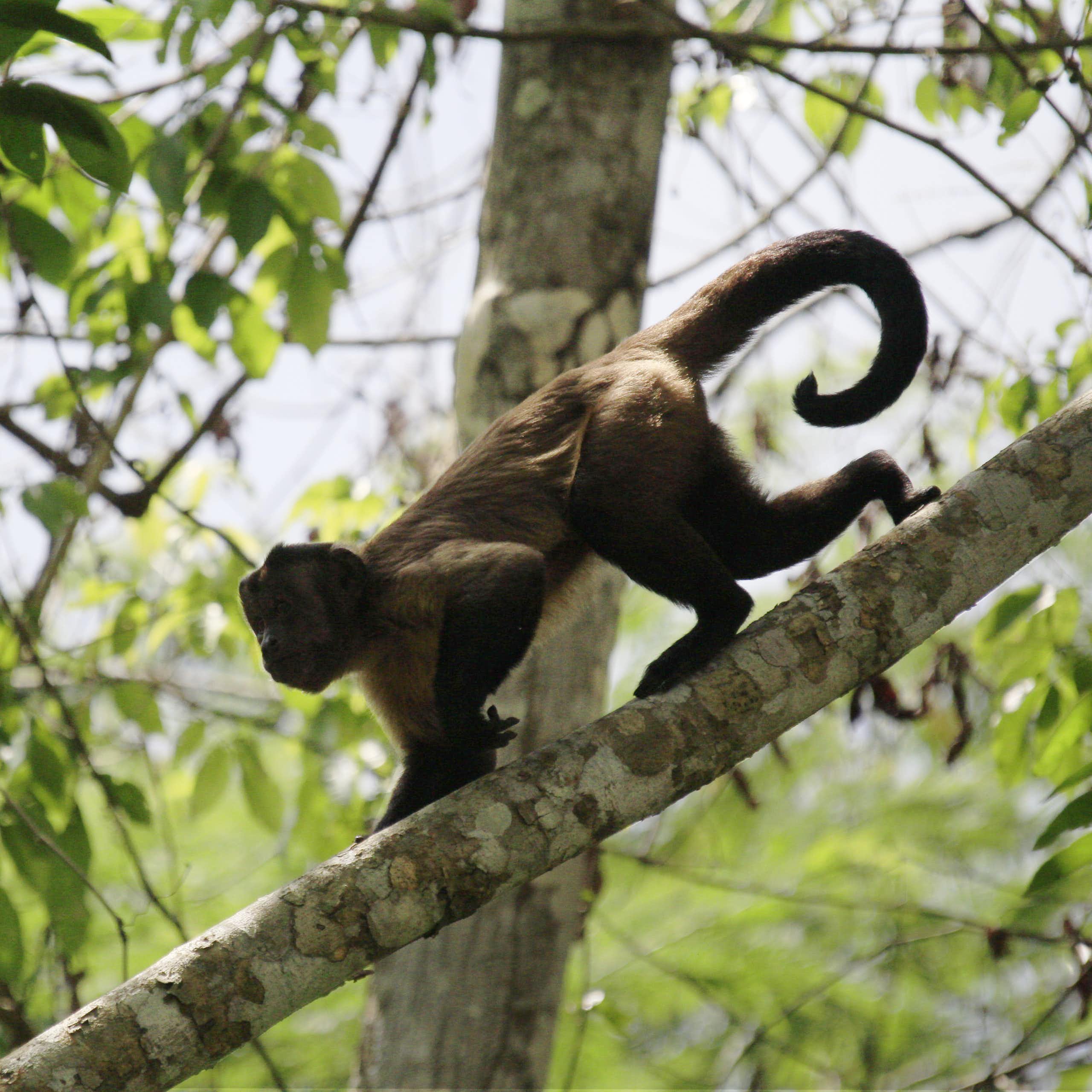 Photo shows a small monkey with a black tail and brown fur walking along a tree branch
