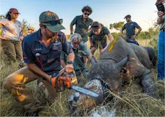 A man sawing off a horn of a sedated rhino