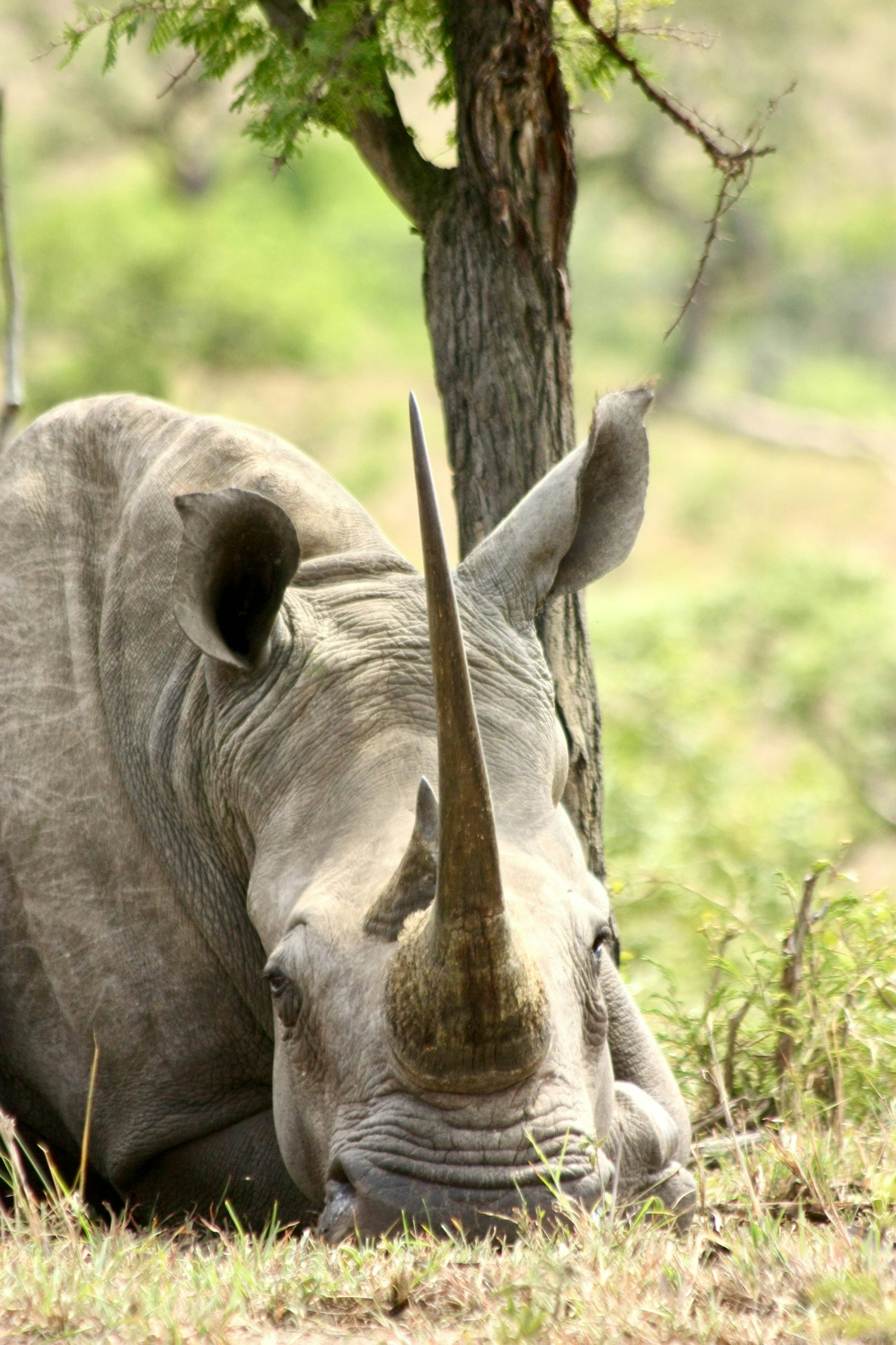 A rhino with a very long and sharp horn lies down in the grass
