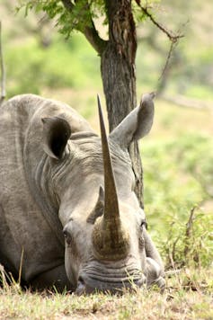A rhino with a very long and sharp horn lies down in the grass