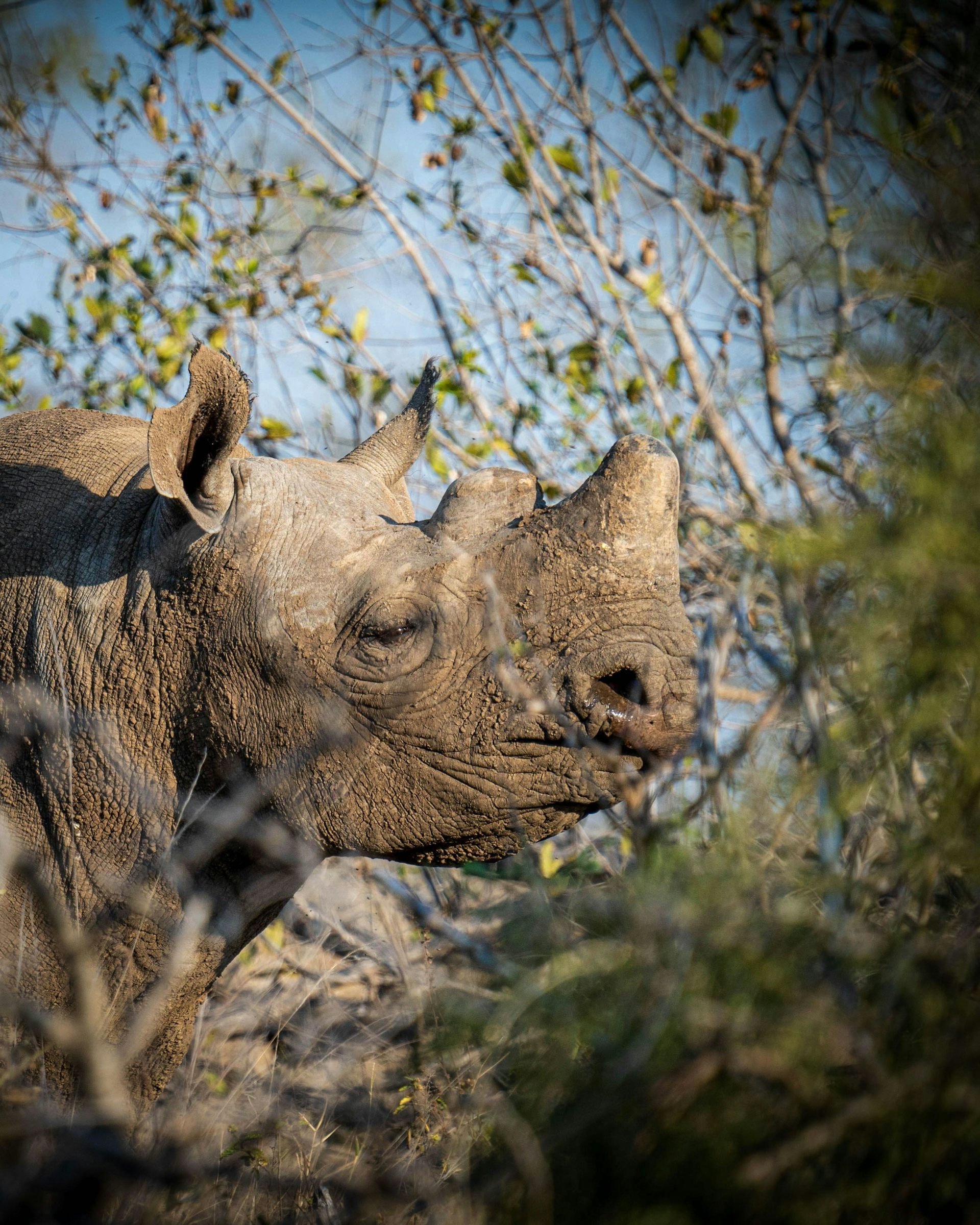 A dehorned rhino with a stump growing back
