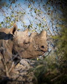 A dehorned rhino with a stump growing back