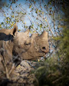 A dehorned rhino with a stump growing back