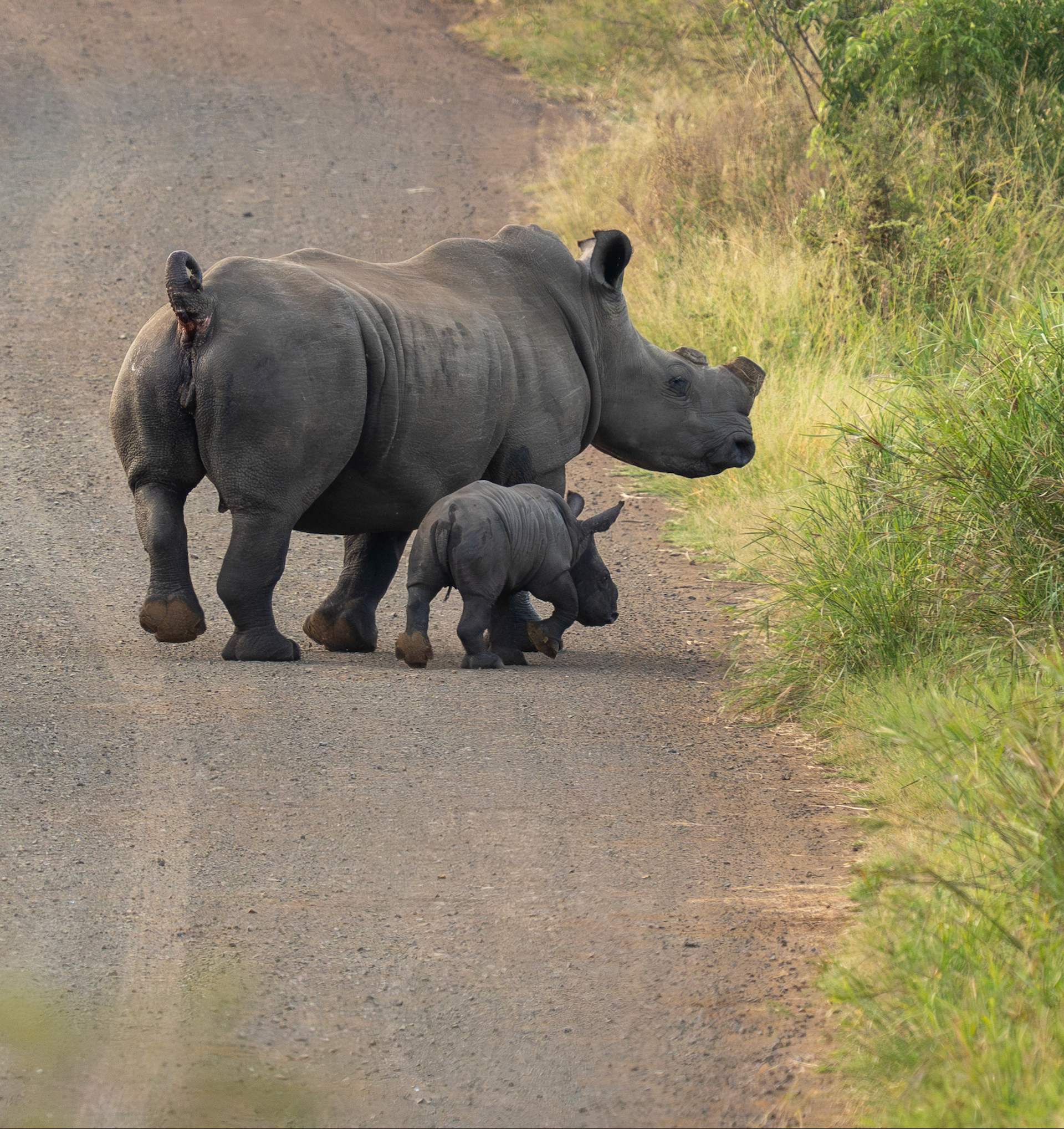 A dehorned mother rhino and calf cross a tarred road inside a reserve, going into the bush
