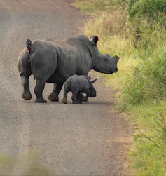 A dehorned mother rhino and calf cross a tarred road inside a reserve, going into the bush