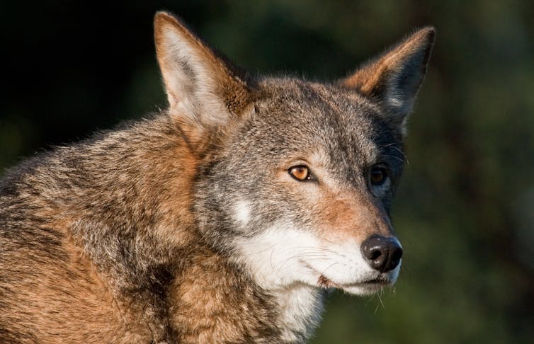 Beyond de-extinction and dire wolves, gene editing can help today’s endangered species – Environmental News Bits Beyond de-extinction and dire wolves, gene editing can help today’s endangered species – Environmental News Bits