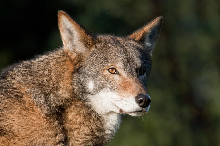 a wolf with reddish fur and a white muzzle and neck looks to the right