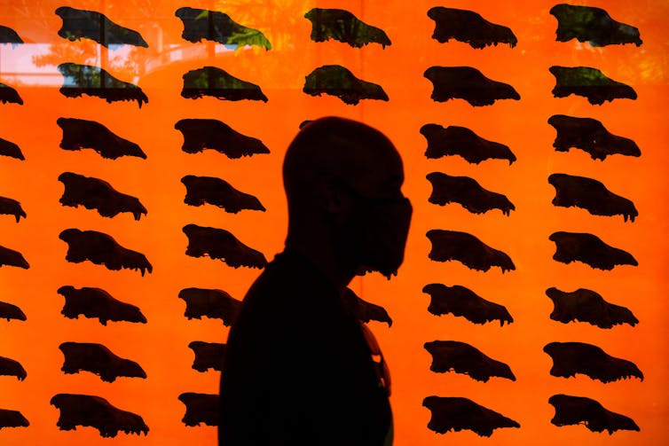 a person's silhouette passes by a backlit wall of dozens of animal skulls