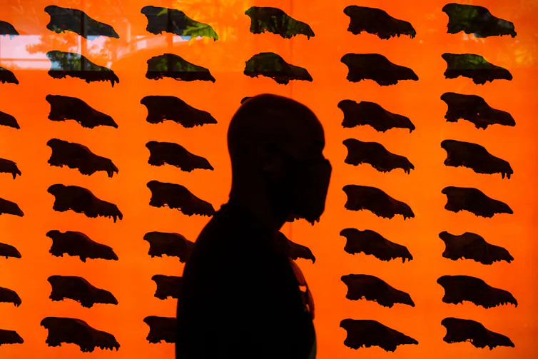 a person's silhouette passes by a backlit wall of dozens of animal skulls