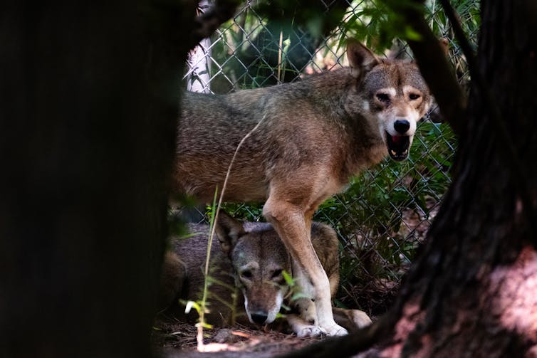 two wolves, one standing and one on the ground, look toward camera with chainlink fence in background