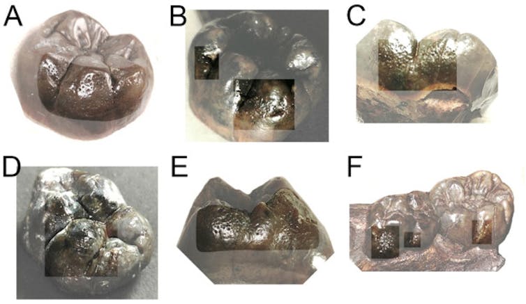 Photos of six teeth with uniform pitting.